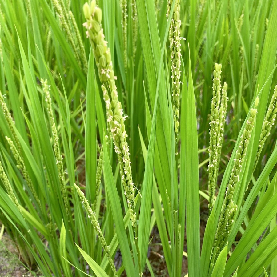 〈令和8年産〉自然栽培 「きぬむすめ」｜玄米 5kg