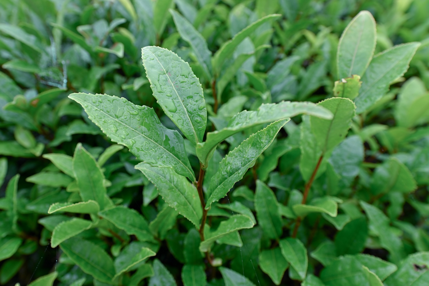 自然栽培の日南龍茶(リーナンロンチャ)｜ティーバッグ