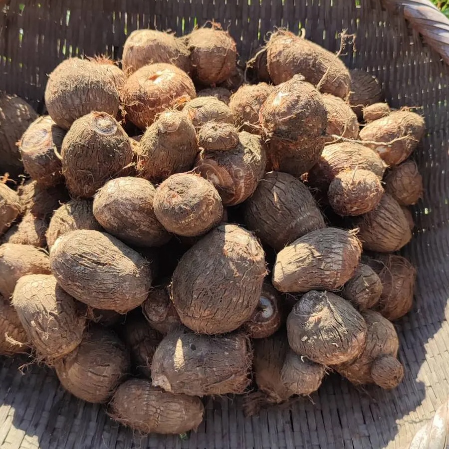 無化学肥料・無農薬栽培 里芋「だるま」｜1kg