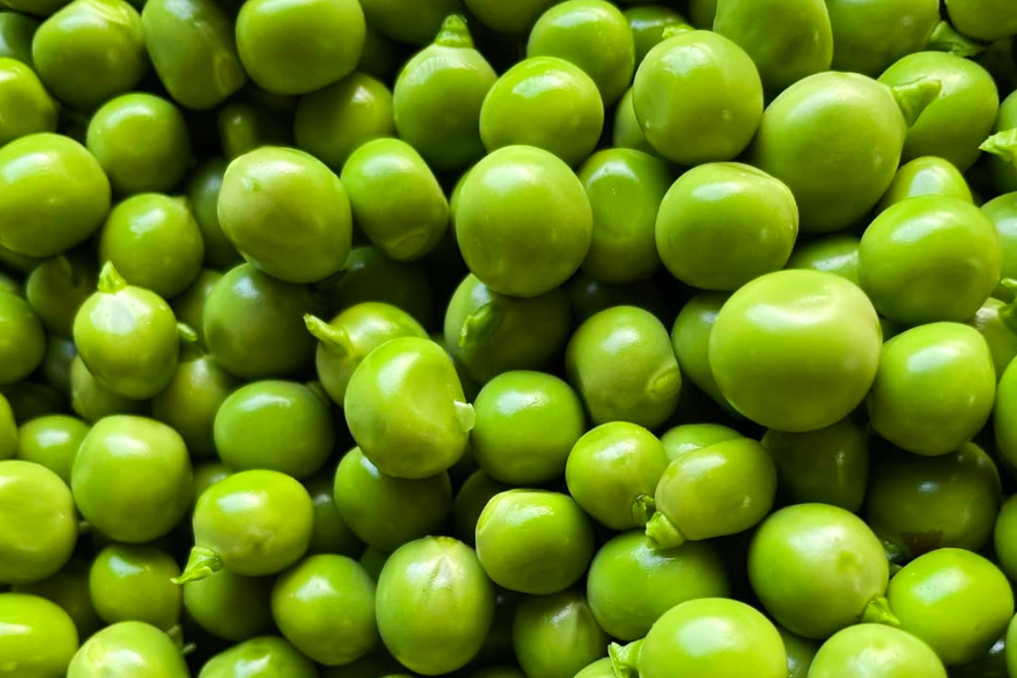 自然栽培 坊津の旬野菜セット｜M