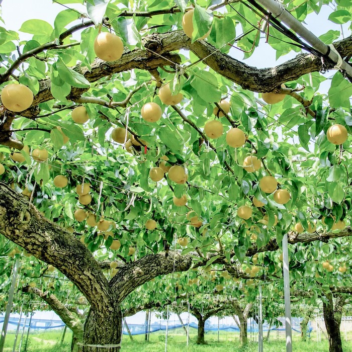 【月替わりおまかせ】旬のフルーツの詰め合わせ FRUIT BOX｜Sサイズ