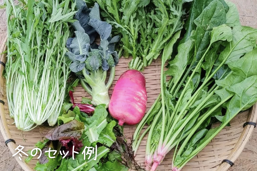 有機栽培 糸島の旬野菜セット｜Lサイズ