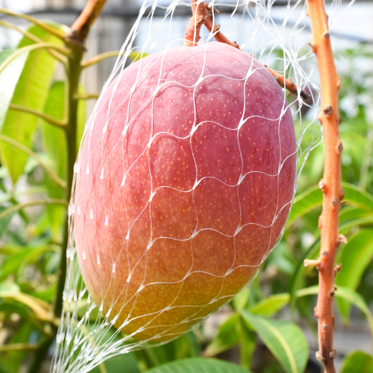 【ご褒美ブランチ】薪窯パン & フルーツのセット｜お試しSサイズ