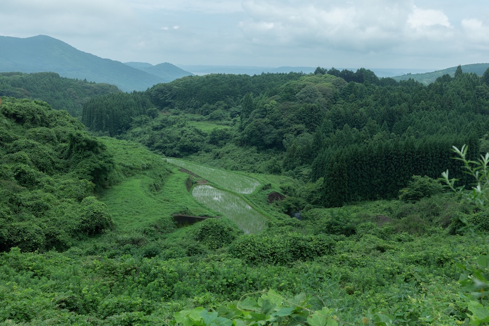 自然栽培の水出し緑茶 あお｜5g×7個