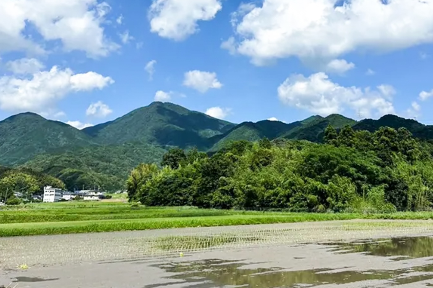 ＜再入荷待ち＞ 有機栽培 さつまいも「紅はるか」｜5kg