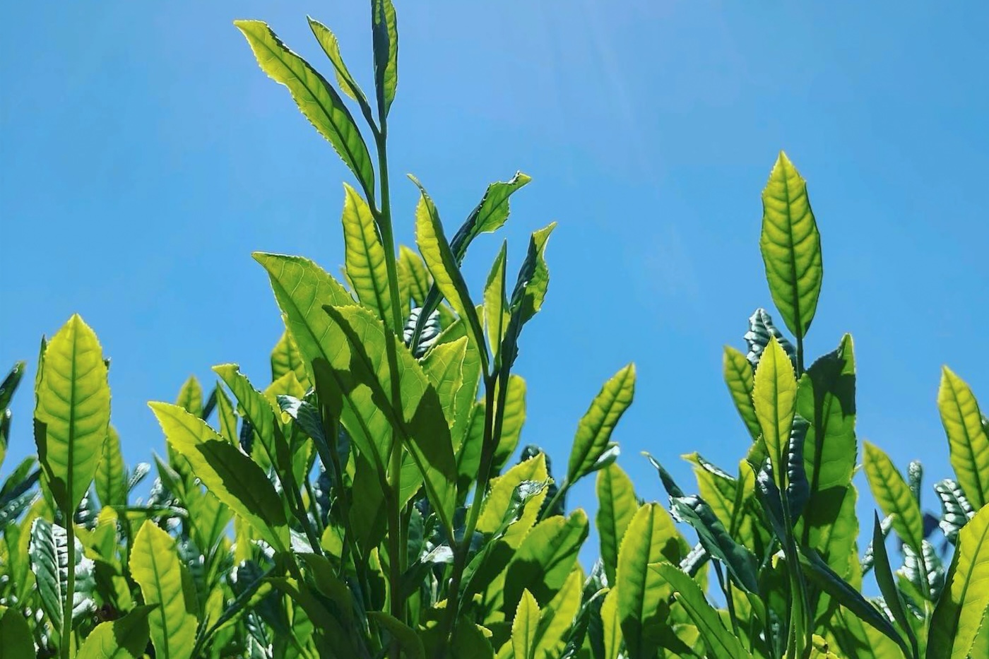 自然栽培の日南龍茶(リーナンロンチャ)｜リーフ
