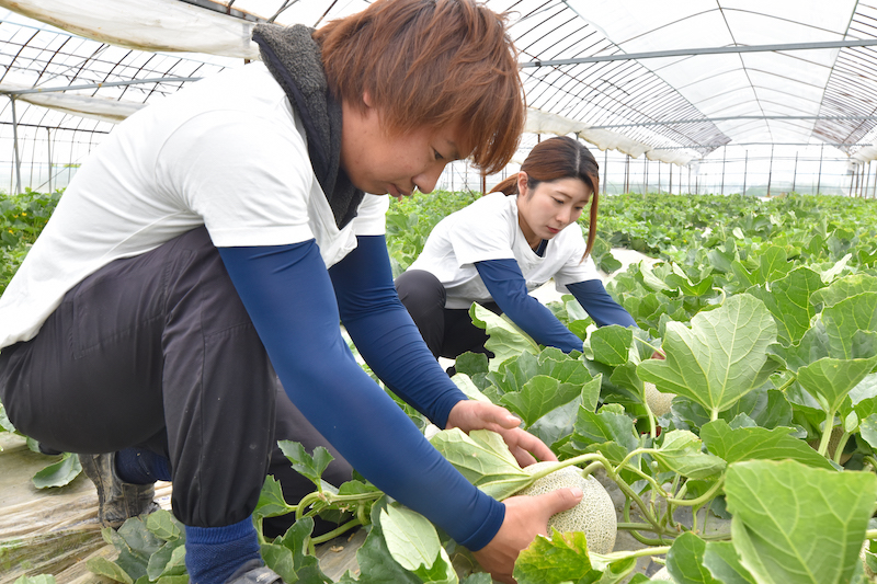 ＜再入荷待ち＞ 特別栽培 赤肉レノンメロン｜2玉
