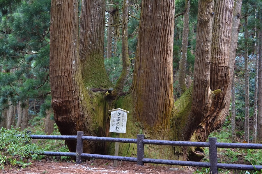 クロモジ（福木島）茶