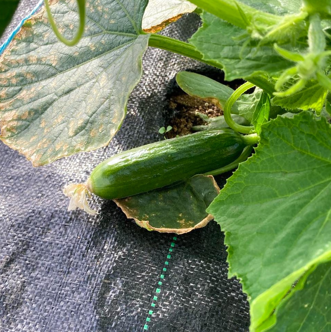 【月替わりおまかせ】旬の野菜の詰め合わせ VEGE BOX｜Mサイズ