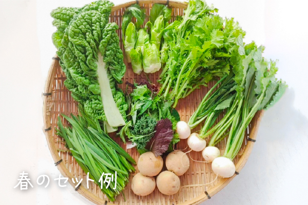 有機栽培 糸島の旬野菜セット｜Mサイズ