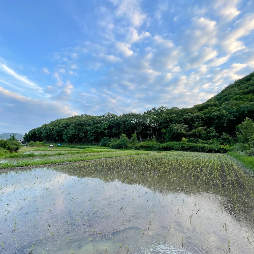 【安心一年便・月1配送】 自然栽培 「ササニシキ」｜7分づき米 3kg