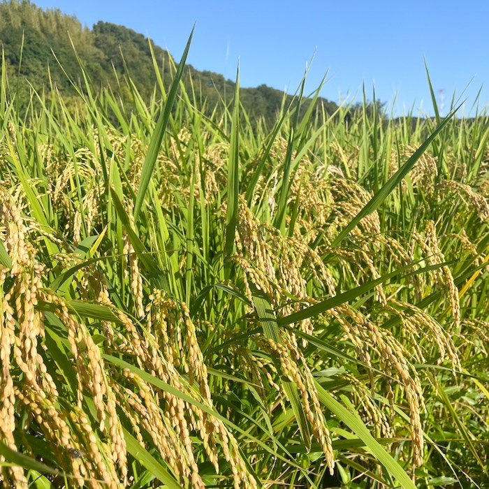 〈令和8年産〉自然栽培 「ササニシキ」｜玄米 5kg