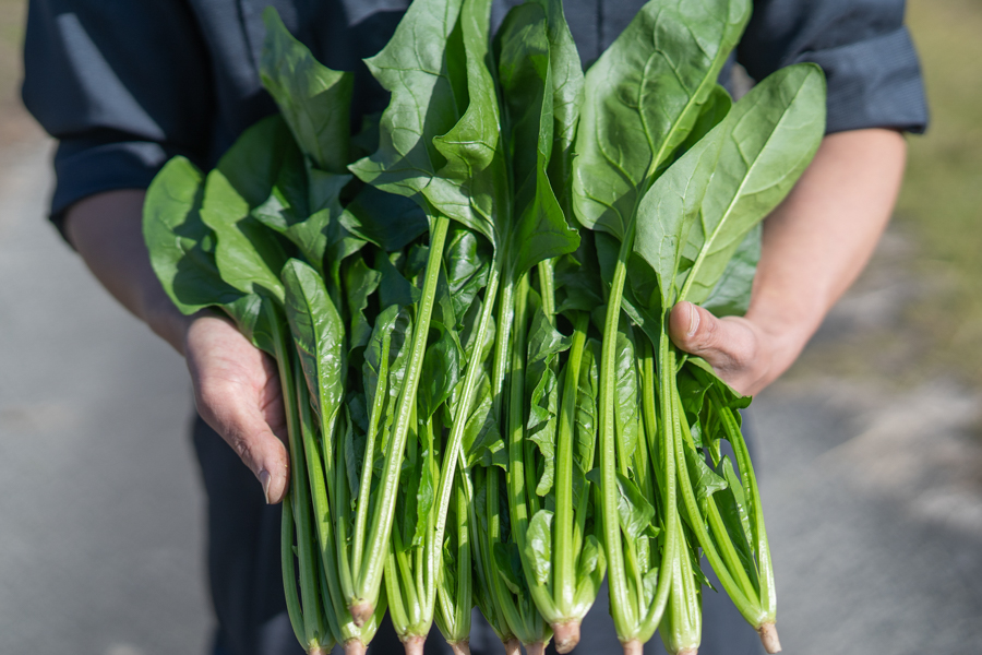 微生物農法 ほうれん草｜1kg