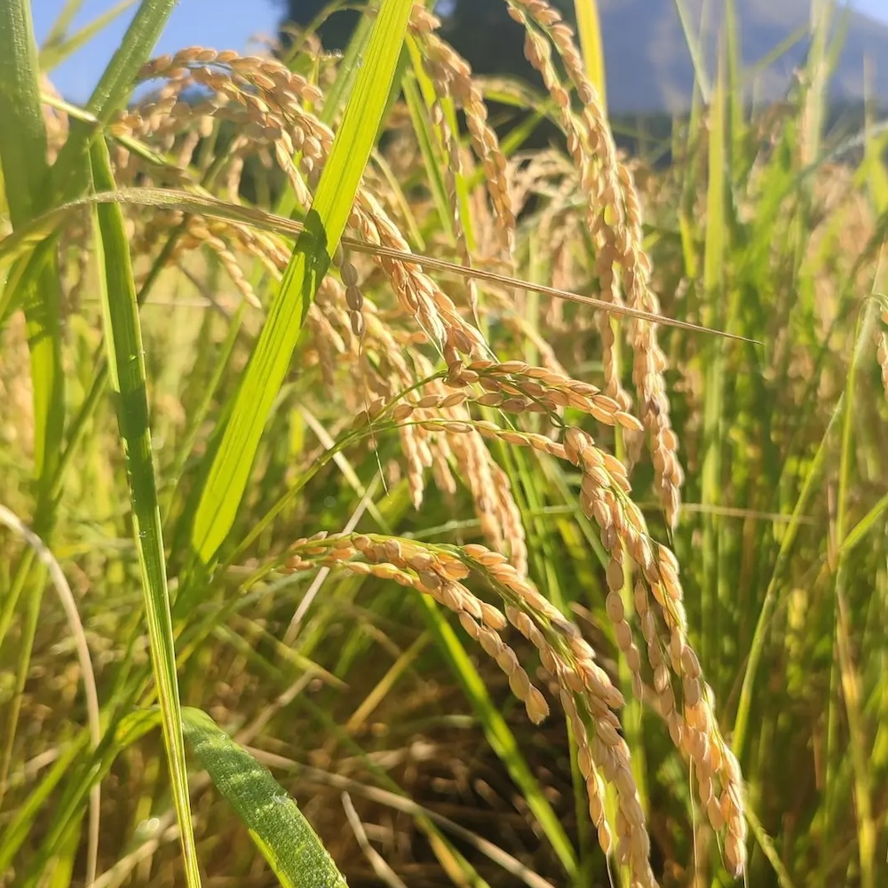 自然栽培 原種「旭一号」 白米｜5kg