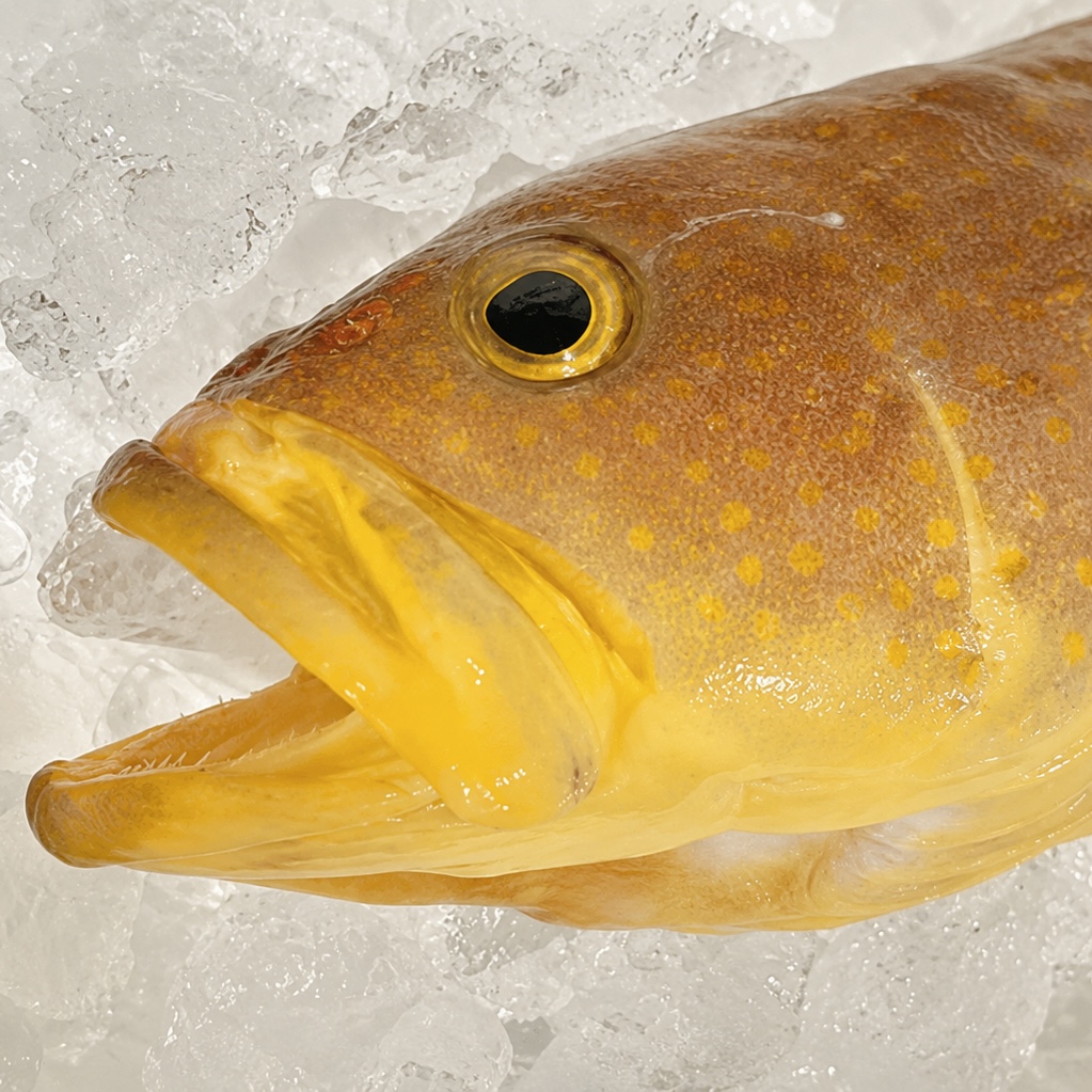 季節の天然魚 昆布〆｜1パック（75g）
