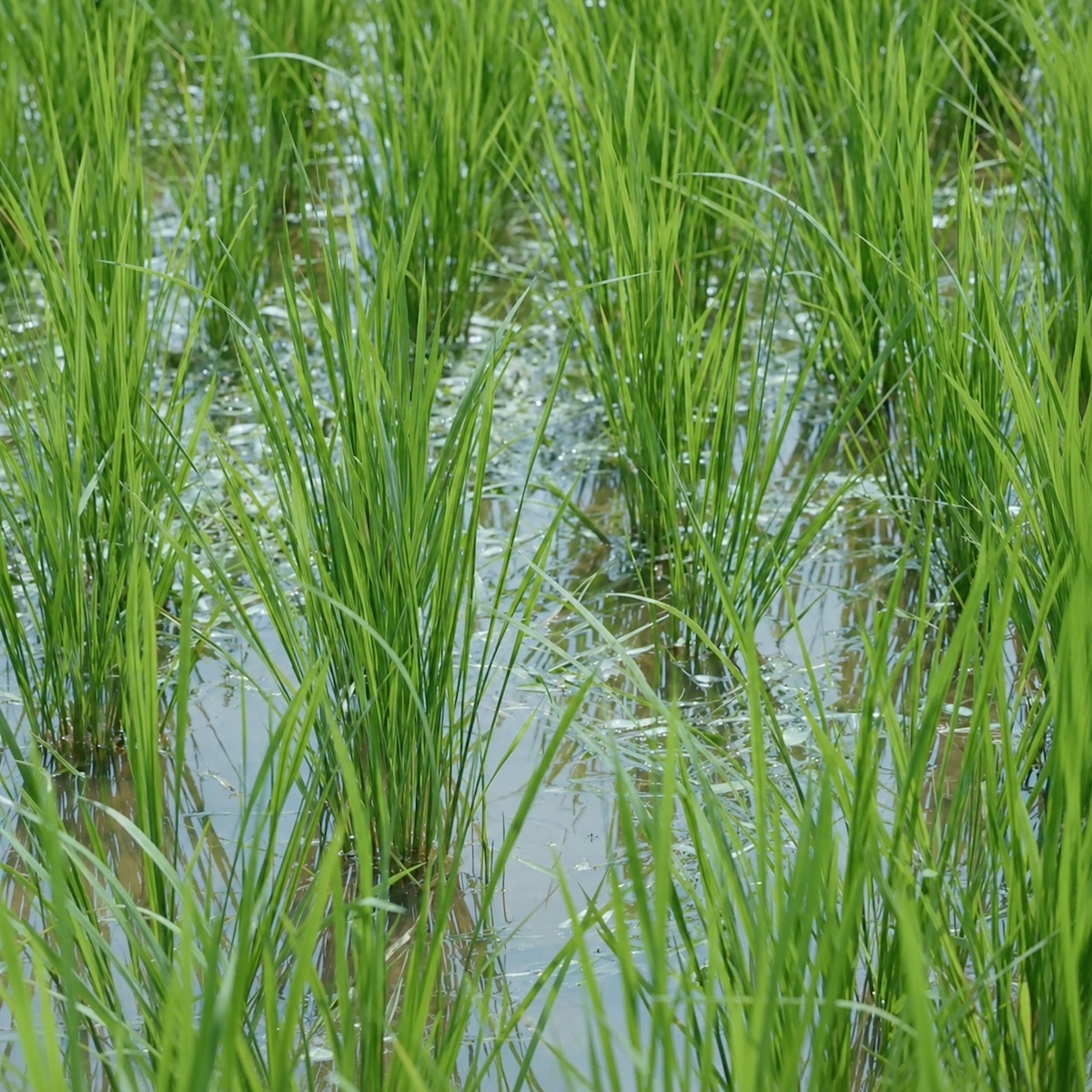 自然栽培の玄米でつくった ののぽん 玄米｜30g