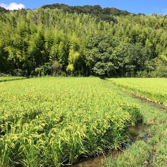 〈令和8年産〉自然栽培 「きぬむすめ」｜白米 5kg