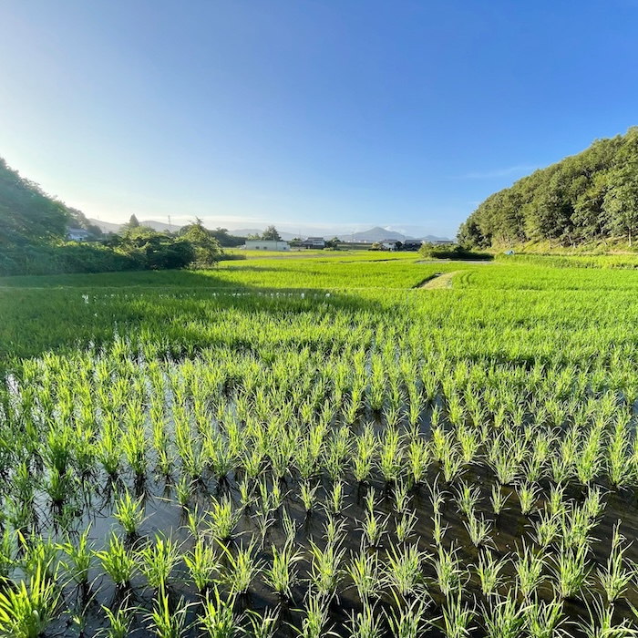 〈令和8年産〉自然栽培 「ササニシキ」｜白米 3kg
