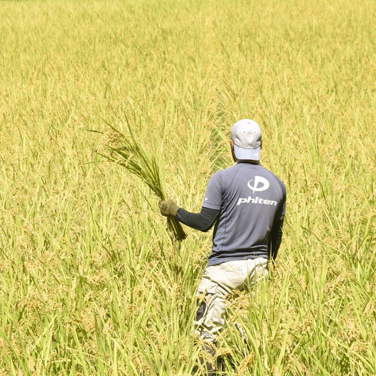 〈令和8年産〉自然栽培 「岡山朝日米」｜白米 4.5kg