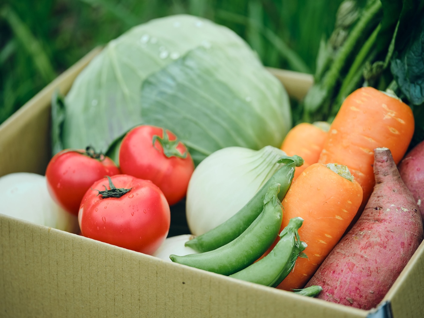 【月替わりおまかせ】旬の野菜の詰め合わせ VEGE BOX｜Lサイズ