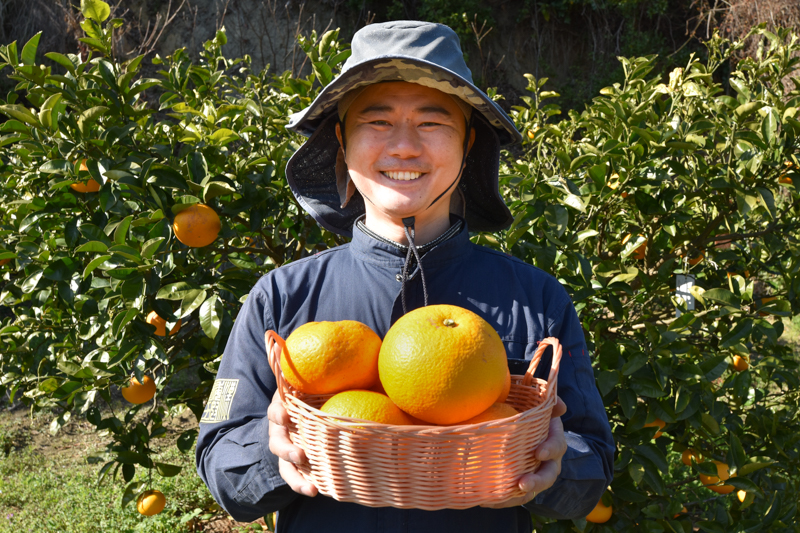＜再入荷待ち＞ 有機栽培 甘夏｜12〜15個