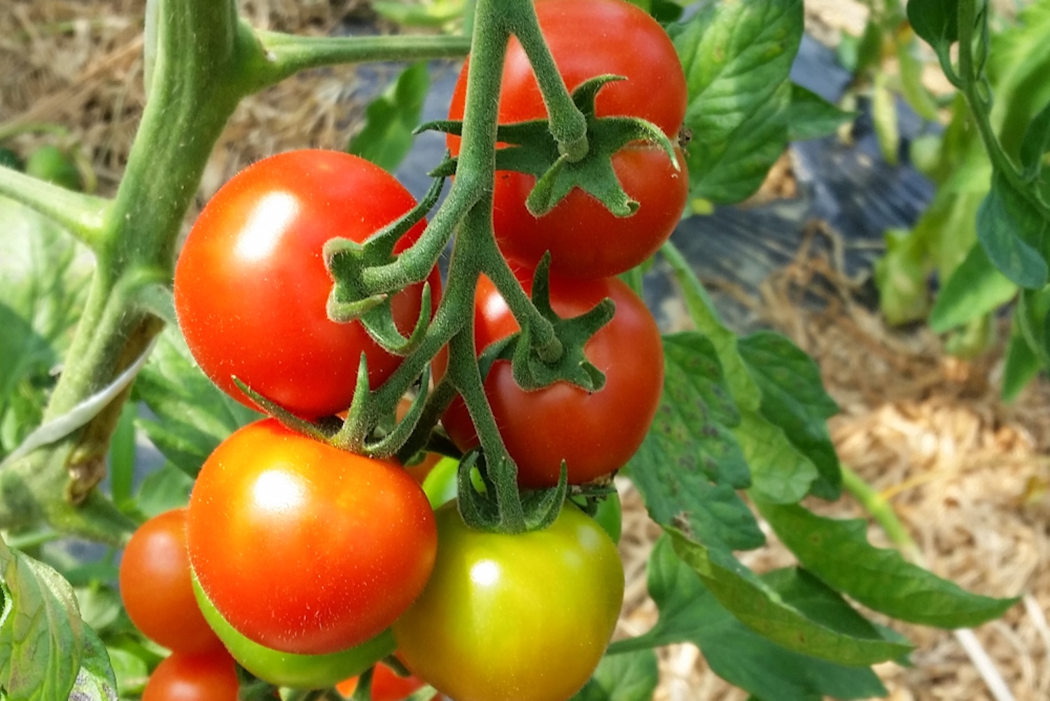 有機栽培 唐津の旬野菜セット
