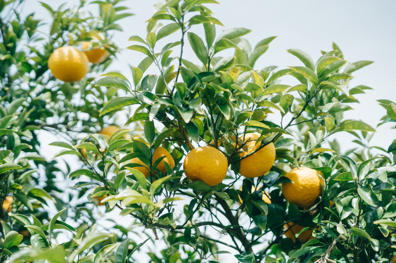 ＜再入荷待ち＞ 自然栽培 甘夏｜10kg