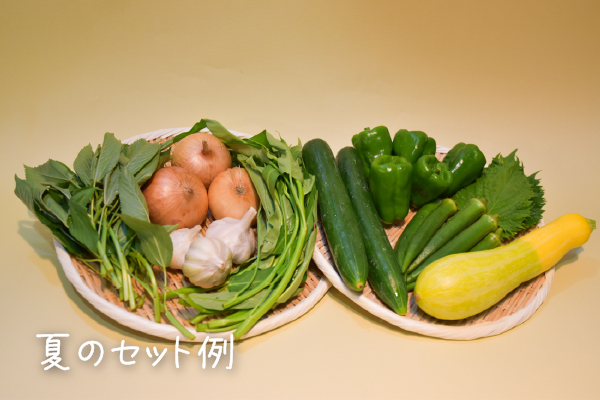 有機栽培 糸島の旬野菜セット｜Sサイズ