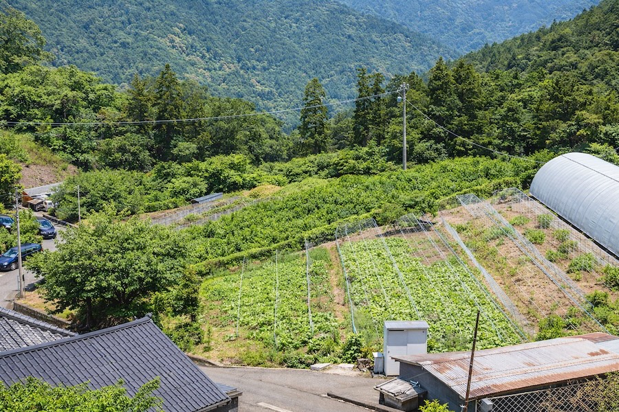 特別飼育 阿波すだち鶏のチキン南蛮