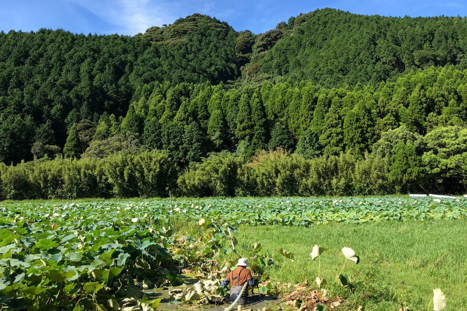＜再入荷待ち＞ 特別栽培 蓮根｜2kg