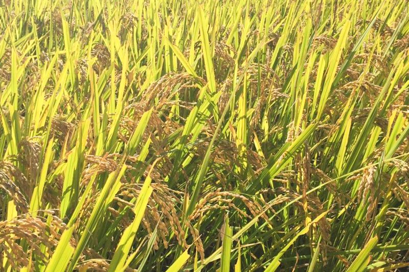 栽培期間中農薬不使用 「ひのひかり」 白米｜10kg