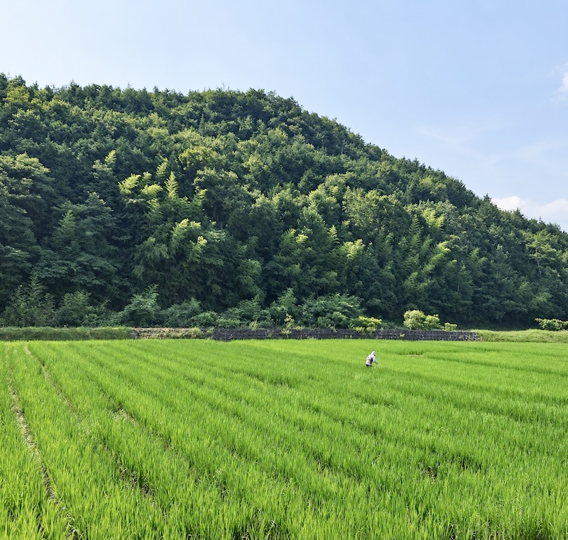 〈令和8年産〉自然栽培 「きぬむすめ」｜5分づき米 5kg