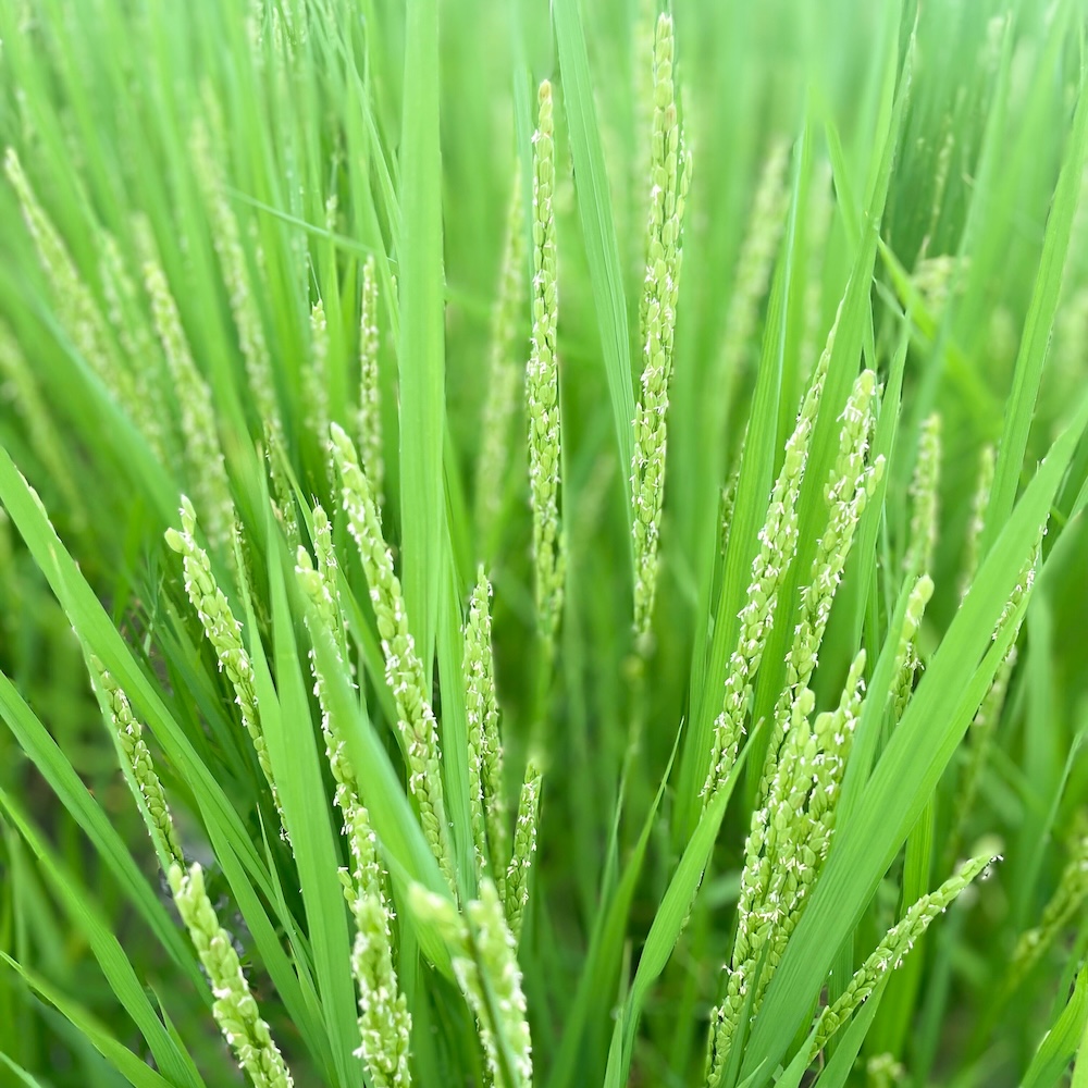 〈令和8年産〉自然栽培 「朝日」｜玄米 3kg