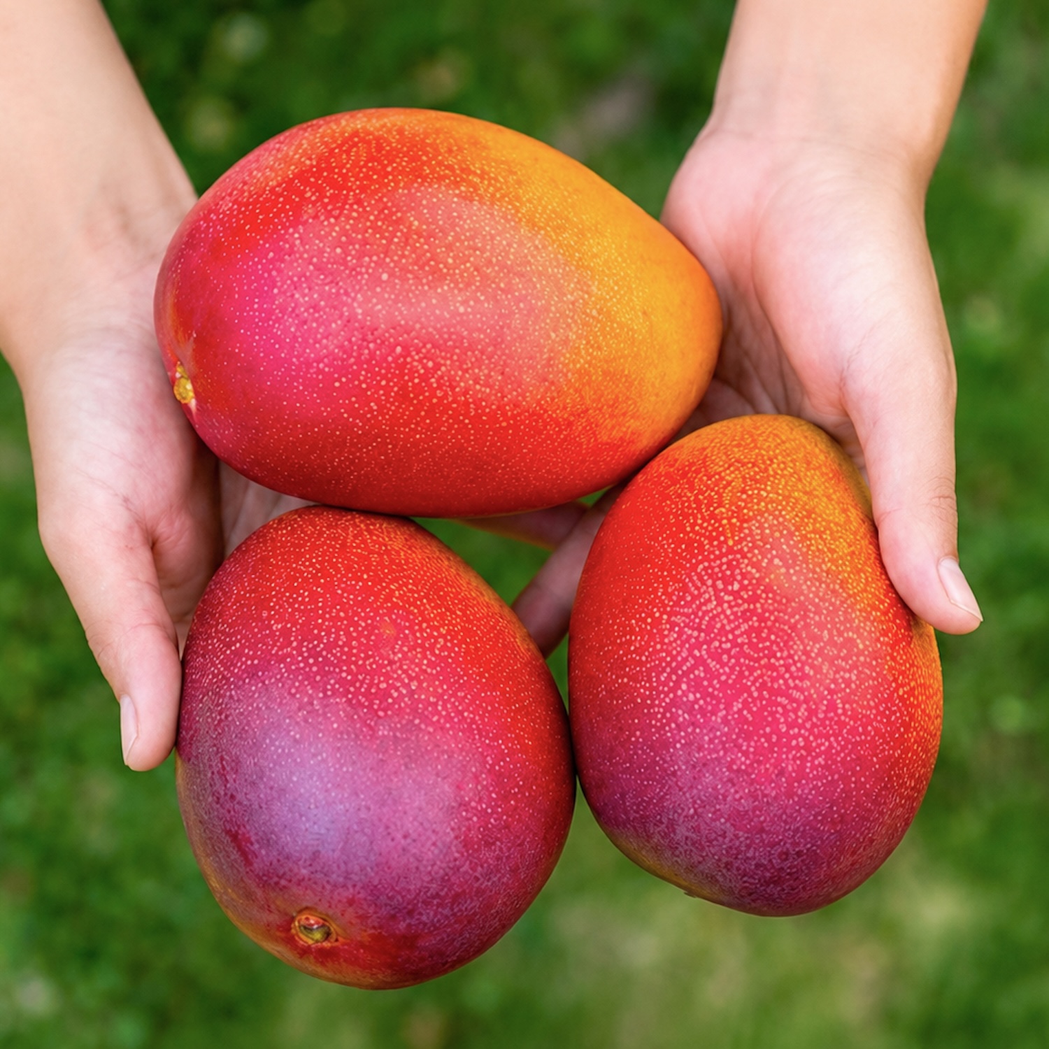 【月替わりおまかせ】野菜とフルーツの詰め合わせ MINORI BOX｜Mサイズ