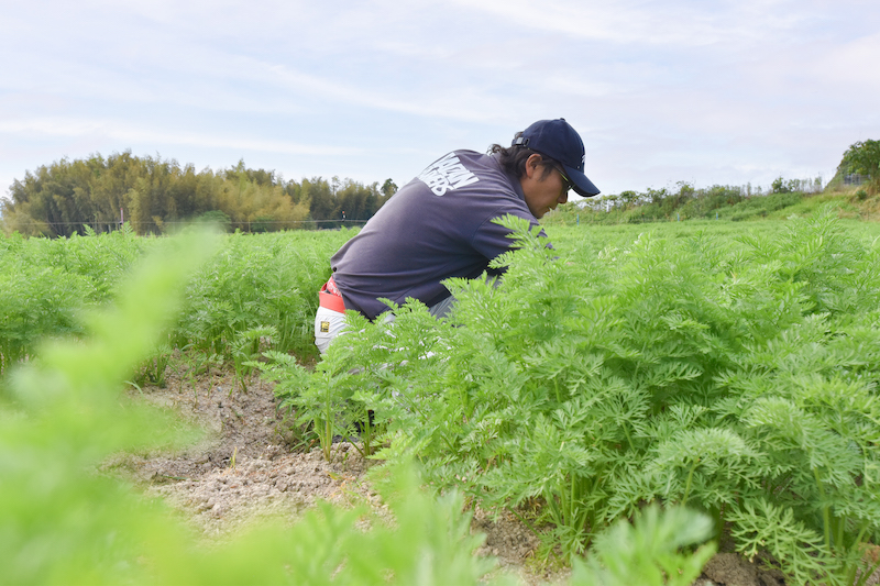 栽培期間中農薬不使用 「ひのひかり」 白米｜10kg