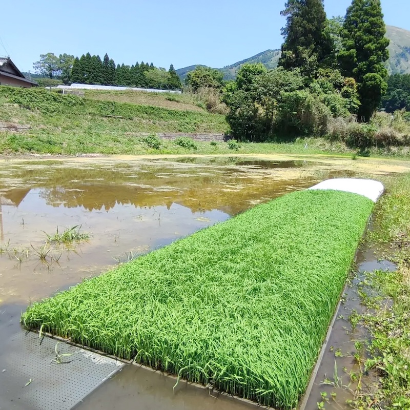 自然栽培 原種「旭一号」 白米｜5kg