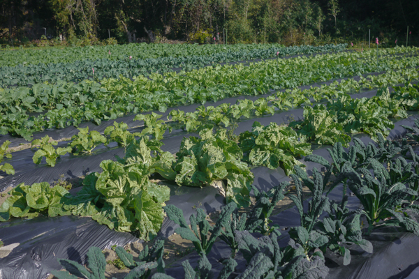 ＜再入荷待ち＞ 有機栽培 糸島の冬野菜セット｜Lサイズ