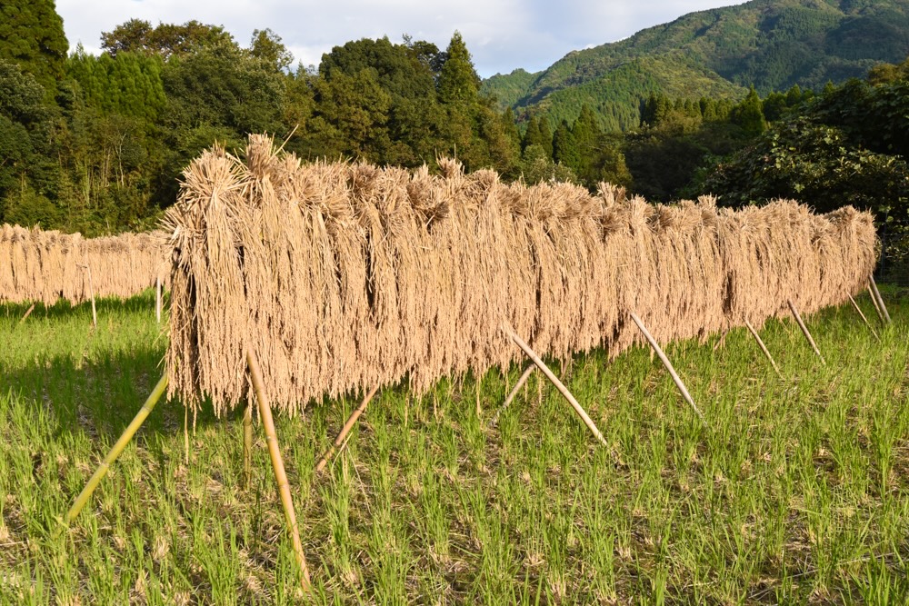 自然栽培 「あけぼの」 白米｜10kg