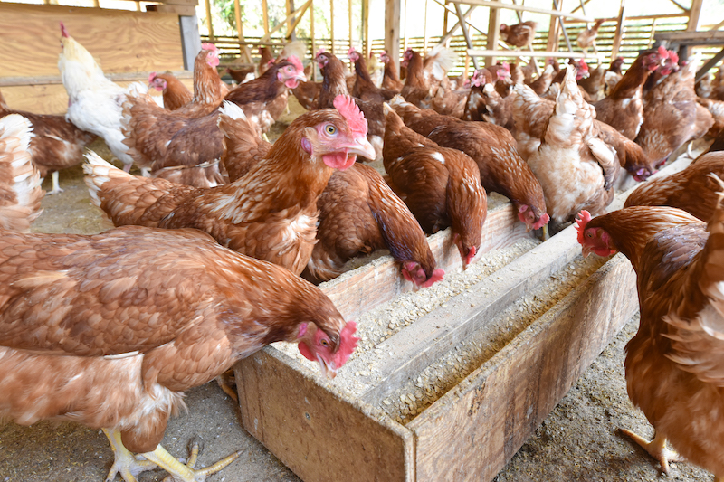 発酵飼料 平飼い卵 「山もりたまご」
