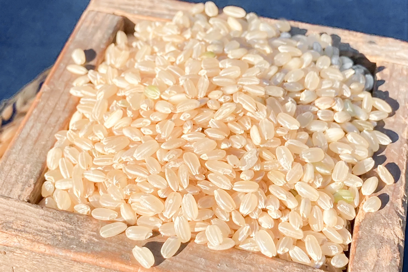 自然栽培 「にこまる」 玄米｜2kg