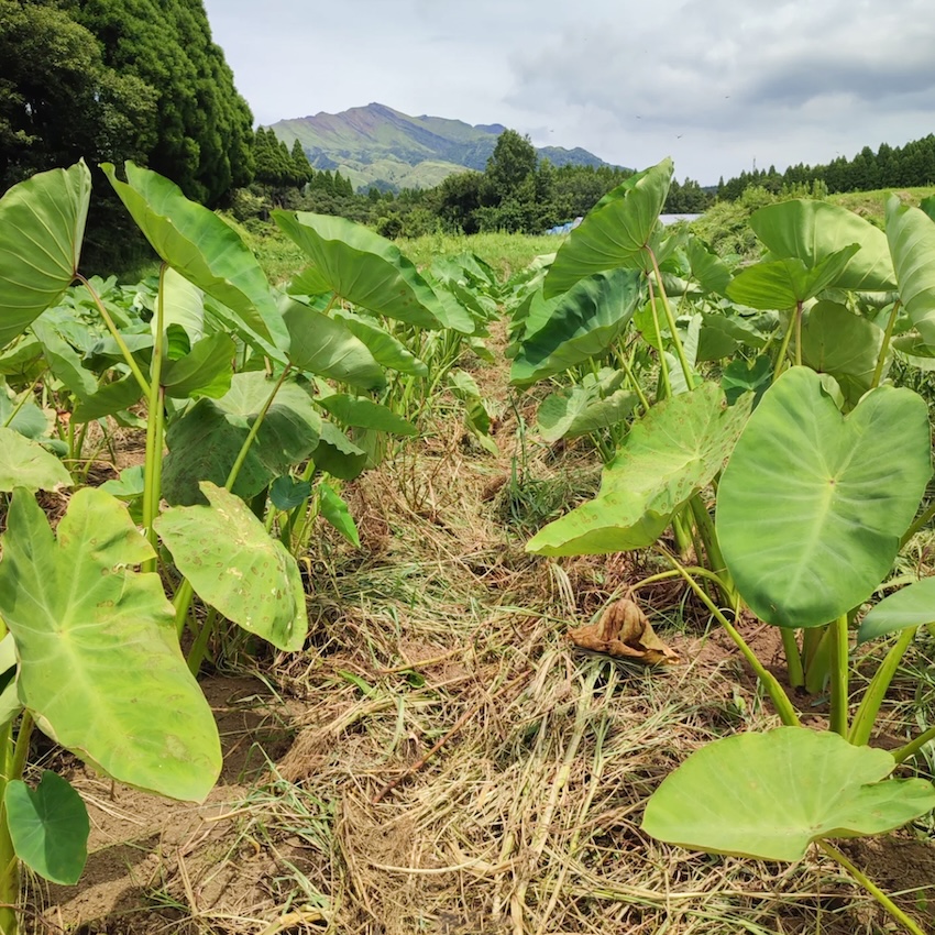 無化学肥料・無農薬栽培 里芋「だるま」｜1kg