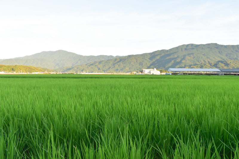 栽培期間中農薬不使用 2種食べ比べセット 白米｜5kg×2種