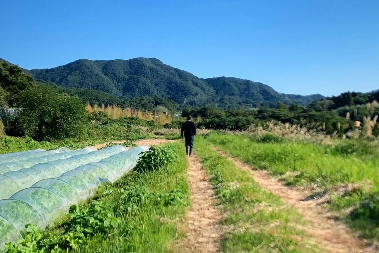 自然栽培 坊津の旬野菜セット｜S