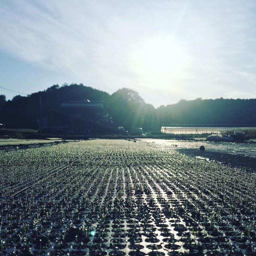 【安心一年便・月1配送】 自然栽培 「朝日」｜白米 5kg