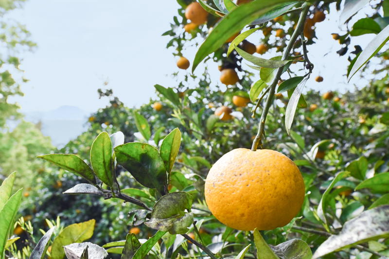 ＜再入荷待ち＞ 自然栽培 甘夏｜10kg