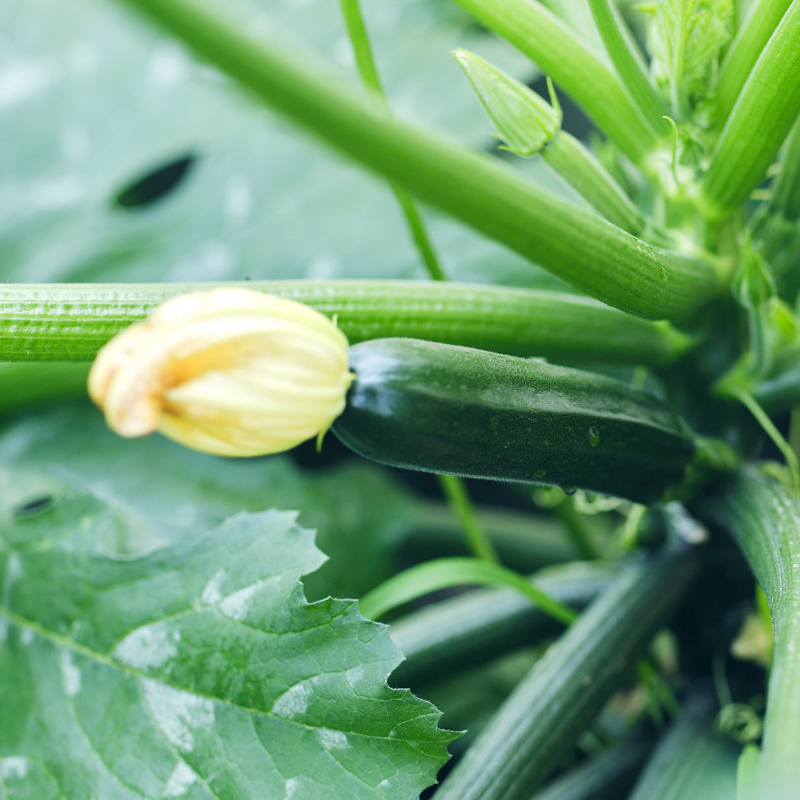 【月替わりおまかせ】旬の野菜の詰め合わせ VEGE BOX｜Mサイズ