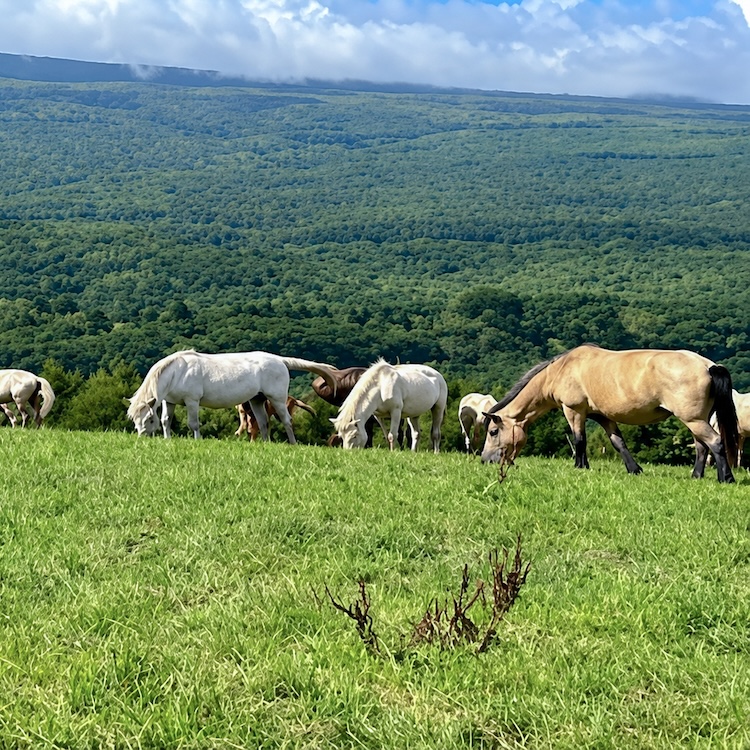 国産馬刺し 極上4種食べ比べ｜350g 上赤身・特上・特選・タテガミ