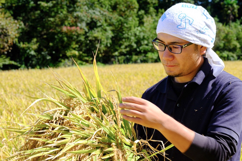 栽培期間中農薬不使用 「ひのひかり」 白米｜5kg
