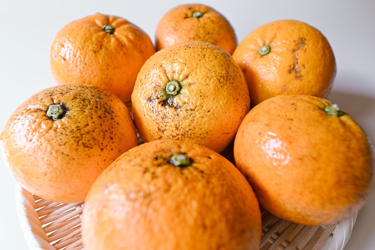 ＜再入荷待ち＞ 自然栽培 紅甘夏 規格外｜5kg