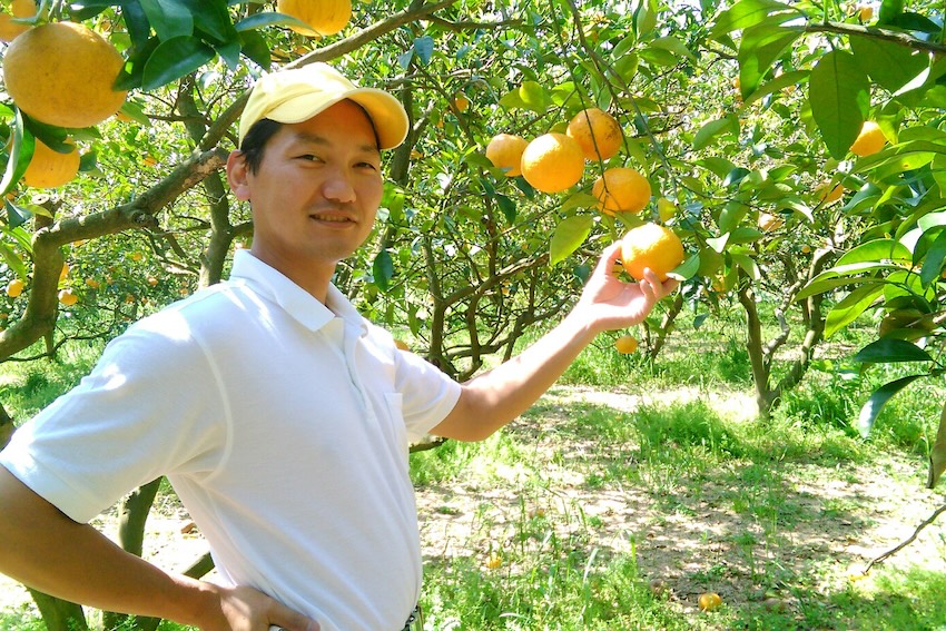 ＜再入荷待ち＞ 樹上完熟 日向夏｜5kg